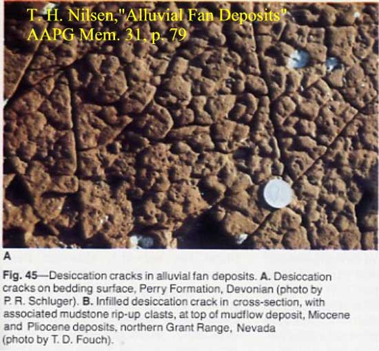 Devonian Desciccation Cracks