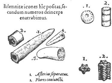 belemnites