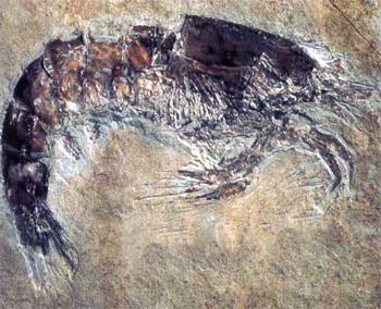 Fossil Shrimp