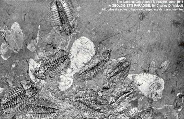 Trilobite Fossils
