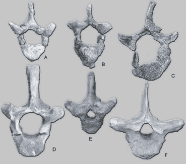 Thoracic vertebrae of Protosiren