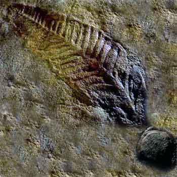 Ediacaran Fossil