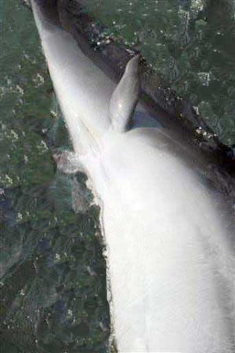 Dolphin Hind Limbs